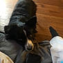 Bear joined the competition — help win amazing prizes! dog, black_and_white, floor, wooden_floor, blanket, person, pants, sock, indoor, pet, looking_up, curious, canine, animal, fur, ears, snout, companion, home, casual