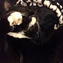 Luna joined the competition — help win amazing prizes! cat, black_and_white, fur, paw, whiskers, sleeping, cozy, pattern, fabric, closeup, pet, animal, soft, resting, indoor, cute, feline, nap, black, white