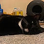 Luna joined the competition — help win amazing prizes! cat, black_and_white, lying_down, carpet, whiskers, indoor, pet_bed, cat_litter, container, floor, household_items, relaxed, feline, close_up, black_cat, white_paws, resting, domestic_animal, quiet