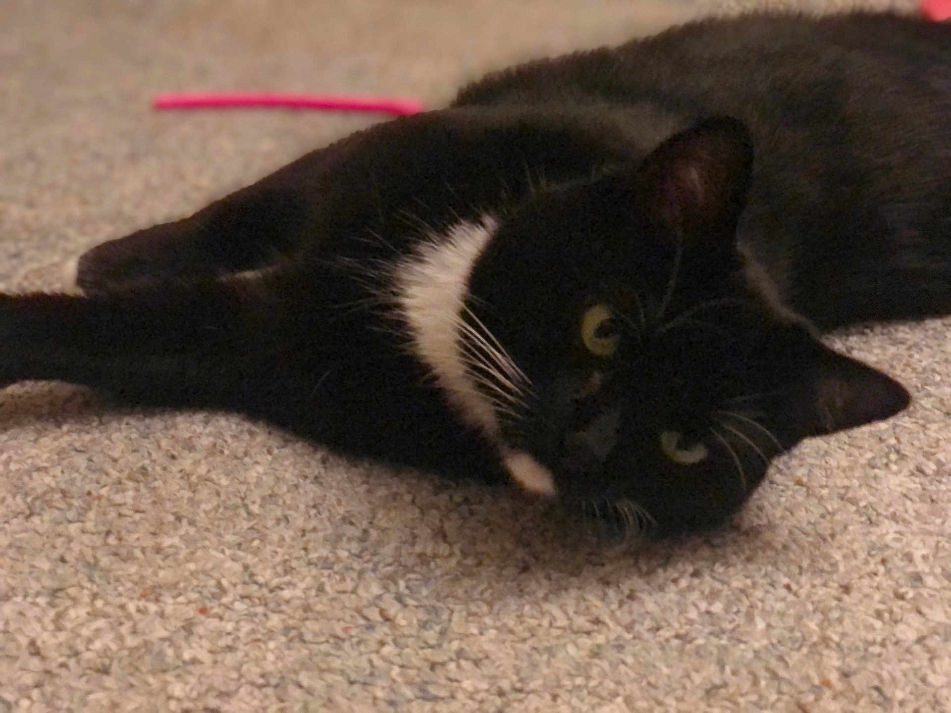 Luna