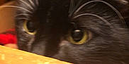Luna joined the competition — help win amazing prizes! cat, black_cat, whiskers, eyes, wood, peeking, close_up, pet, animal, feline, curious, indoor, yellow_eyes, fur, face, nose, ears, soft_light, blur, background