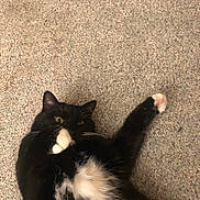 Luna is registered to the contest to win money with this photo: cat, black_and_white, pet, indoor, carpet, paw, fur, whiskers, cute, animal, playful, lying_down, closeup, mammal, domestic, feline, relaxed, wide_eyes, white_paw, black_fur