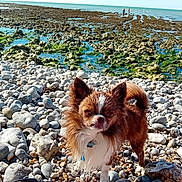 Magnum participe au concours pour gagner de l'argent avec cette photo : animal, background, beach, brown_dog, coast, dog, long_hair, nature, ocean, outdoor, people, pet, rocks, seaweed, sky, small_dog, sunlight, walking, water, white_fur