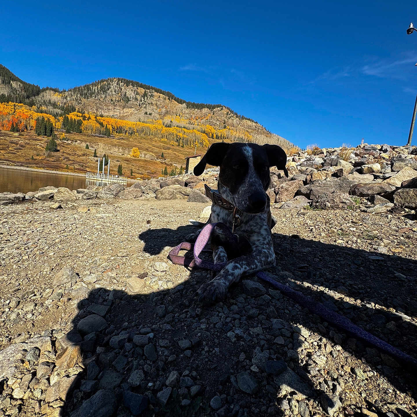 Babygirl is registered to the contest to win money with this photo: animal, bird, canine, dog, gravel, hound, nature, outdoors, pebble, pet, pointer, puppy, road, rock, rubble, scenery, sky, slate, soil, wilderness