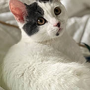 Lookather joined the competition — help win amazing prizes! cat, white_cat, black_markings, pet, animal, feline, cute, fur, bed, blanket, indoor, relaxed, closeup, portrait, whiskers, ears, eyes, soft, cozy, resting