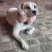 Lyla joined the competition — help win amazing prizes! accessory, animal, brown, carpet, collar, cute, dog, earmuffs, ears, fluffy, fur, indoor, lying_down, mammal, paws, pet, pink, portrait, relaxed, white