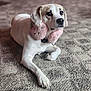 accessory, animal, brown, carpet, collar, cute, dog, earmuffs, ears, fluffy, fur, indoor, lying_down, mammal, paws, pet, pink, portrait, relaxed, white