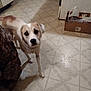 animal, blurry, brown_and_white, cabinet, canine, cardboard_box, curious, dog, domestic, floor, floor_pattern, floor_tile, household, indoor, kitchen, looking_up, pet, shadow, standing, tile