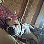 animal, bed, blanket, canine, closeup, collar, comfort, cozy, daylight, dog, fabric, fur, house, indoor, peaceful, pet, relaxed, resting, sleeping, wooden_wall
