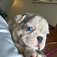 Bella is registered to the contest to win money with this photo: puppy, dog, blue_eyes, close_up, cute, pet, animal, paw, resting, fur, indoor, young, portrait, adorable, wrinkles, soft_texture, snout, light, comfort, domestic
