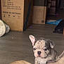 Bella is registered to the contest to win money with this photo: puppy, dog, indoor, floor, box, cardboard, wooden_floor, pet, animal, cute, curious, domestic, household, background, small_dog, ears, face, young, lying_down, brown