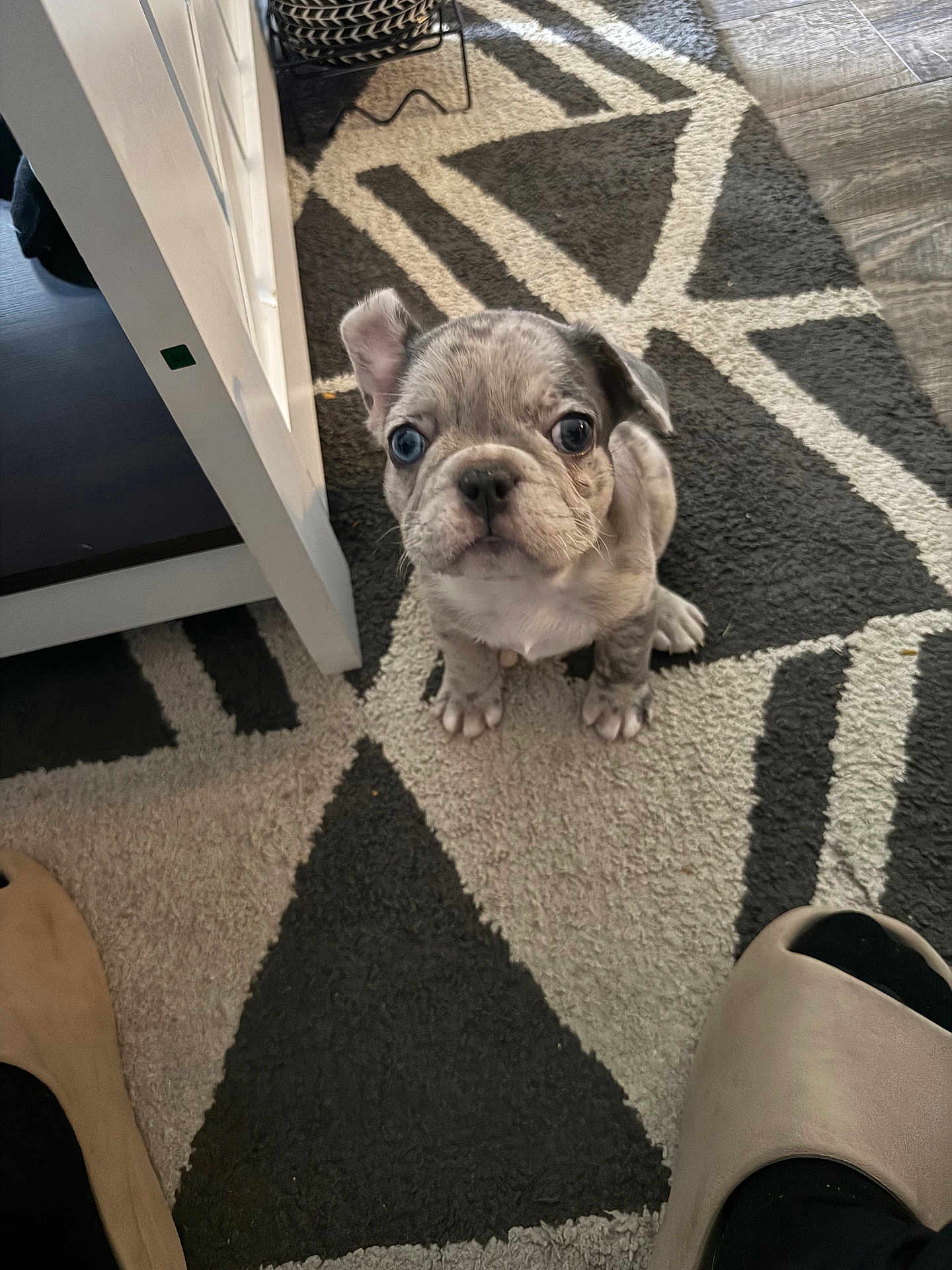 Bella is registered to the contest to win money with this photo: puppy, dog, pet, indoor, carpet, footwear, slippers, cute, small, young, animal, floor, home, looking_up, ears, patterned_rug, domestic, furniture, curious, sitting