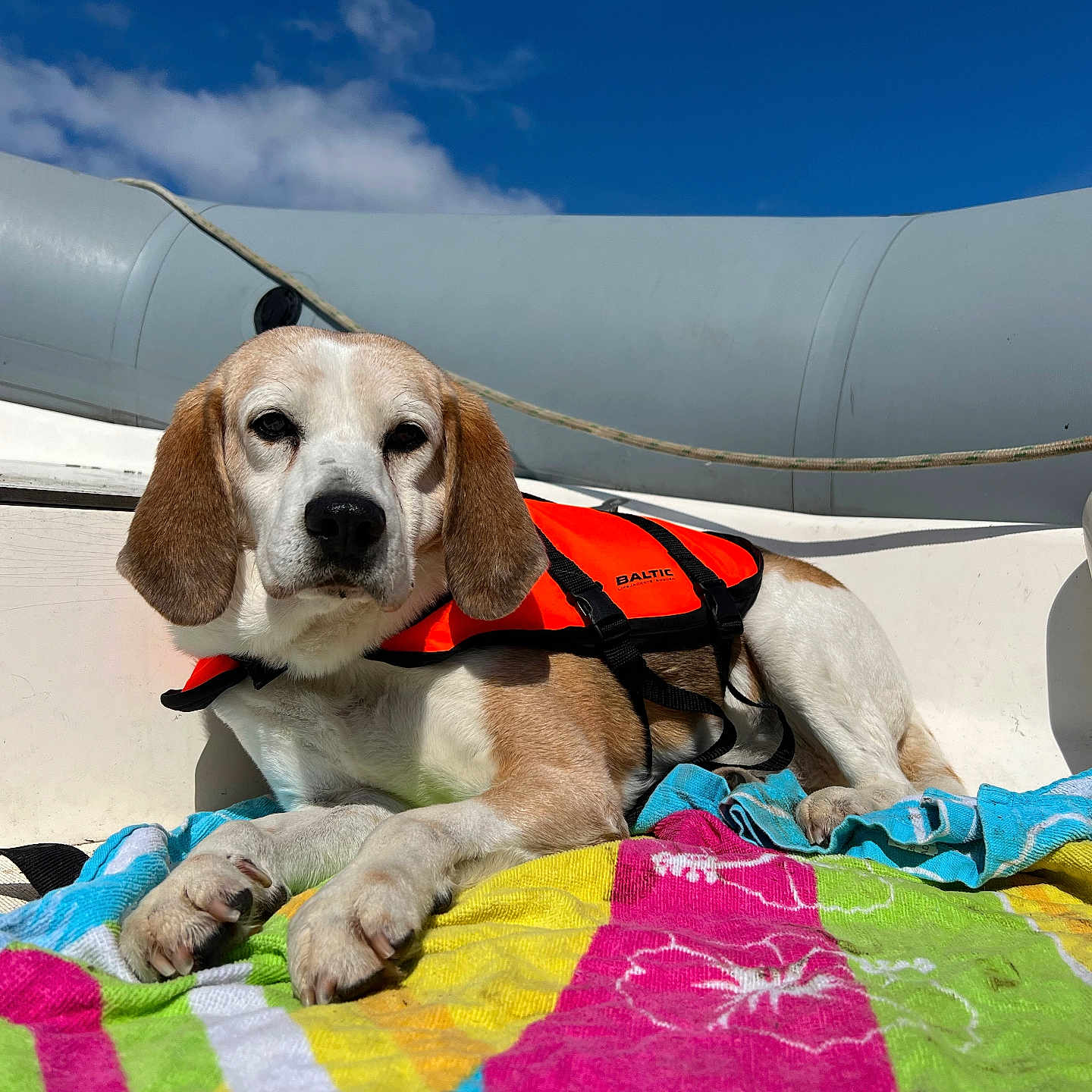 Ezour participe au concours pour gagner de l'argent avec cette photo : animal, architecture, beagle, blanket, building, canine, clothing, cushion, dog, homedecor, hound, labradorretriever, lifejacket, outdoors, pet, pointer, puppy, quilt, shelter, vest