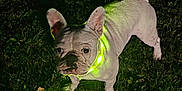 Venom participe au concours pour gagner de l'argent avec cette photo : dog, french_bulldog, grass, night, glowing_collar, pet, canine, animal, outdoor, illuminated, shadow, curious, looking_up, green_light, fur, ears, small_dog, companion, domestic_animal, mammal