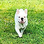 Venom participe au concours pour gagner de l'argent avec cette photo : dog, french_bulldog, running, grass, greenery, flowers, outdoor, pet, animal, nature, daylight, playful, canine, mammal, field, summer, cute, active, white_dog, close_up