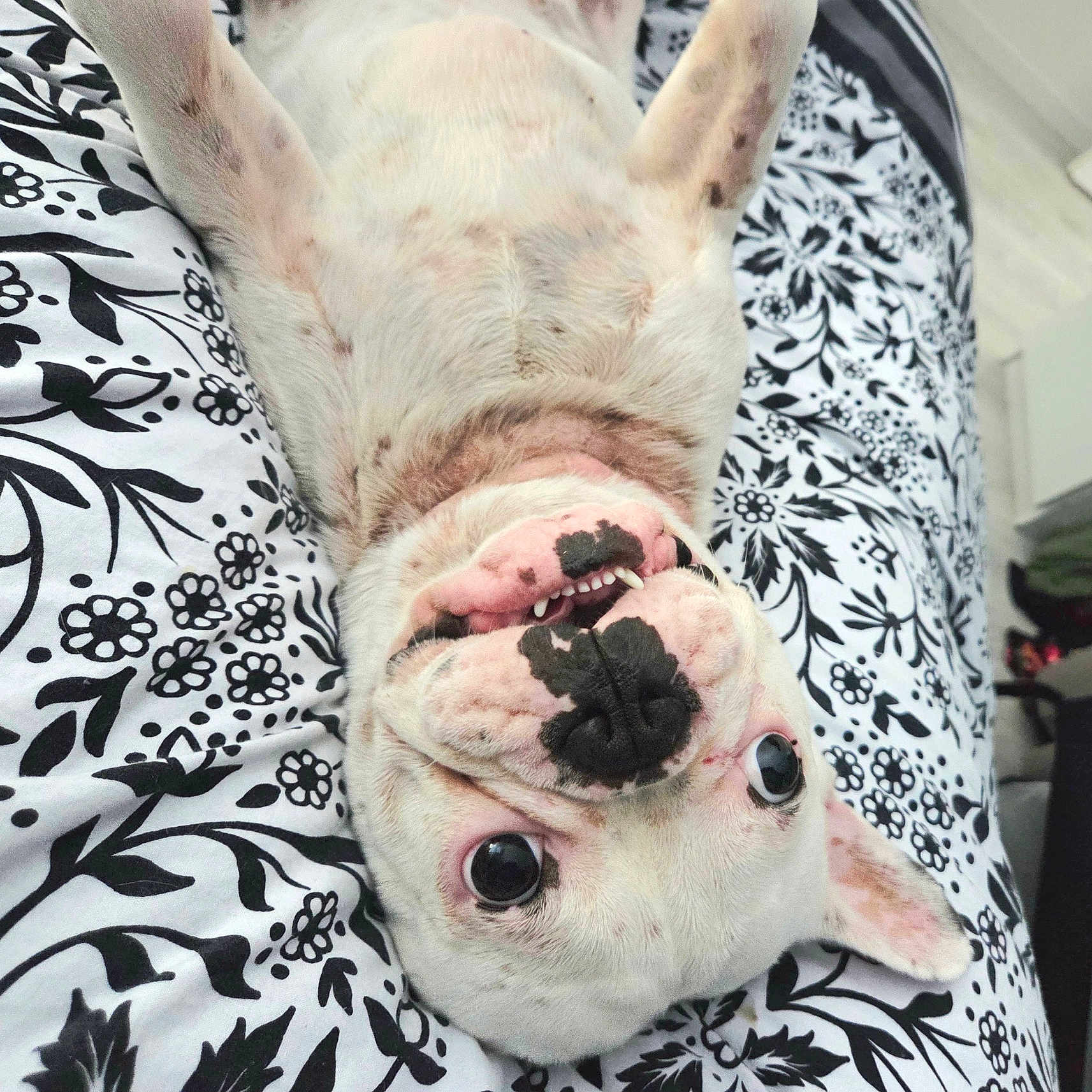 Venom participe au concours pour gagner de l'argent avec cette photo : animal, bedspread, black_spots, close_up, cute, dog, domestic, ears, floral_pattern, funny_expression, indoor, lying_down, nose, pet, playful, resting, teeth, upside_down, white_dog, wide_eyes