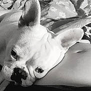 Venom participe au concours pour gagner de l'argent avec cette photo : dog, french_bulldog, close_up, black_and_white, pet, resting, ears, face, animal, fur, blanket, bed, indoor, cozy, person, skin, stomach, relaxed, companion, cute