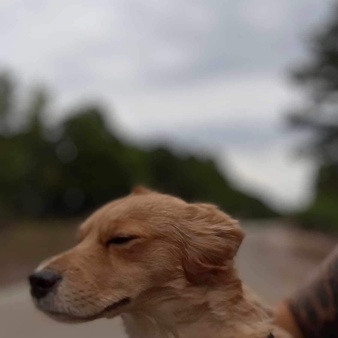 Falkor is registered to the contest to win money with this photo: accessories, animal, beagle, canine, cockerspaniel, collie, dog, goldenretriever, hound, labradorretriever, leash, pet, puppy, snout, strap, terrier