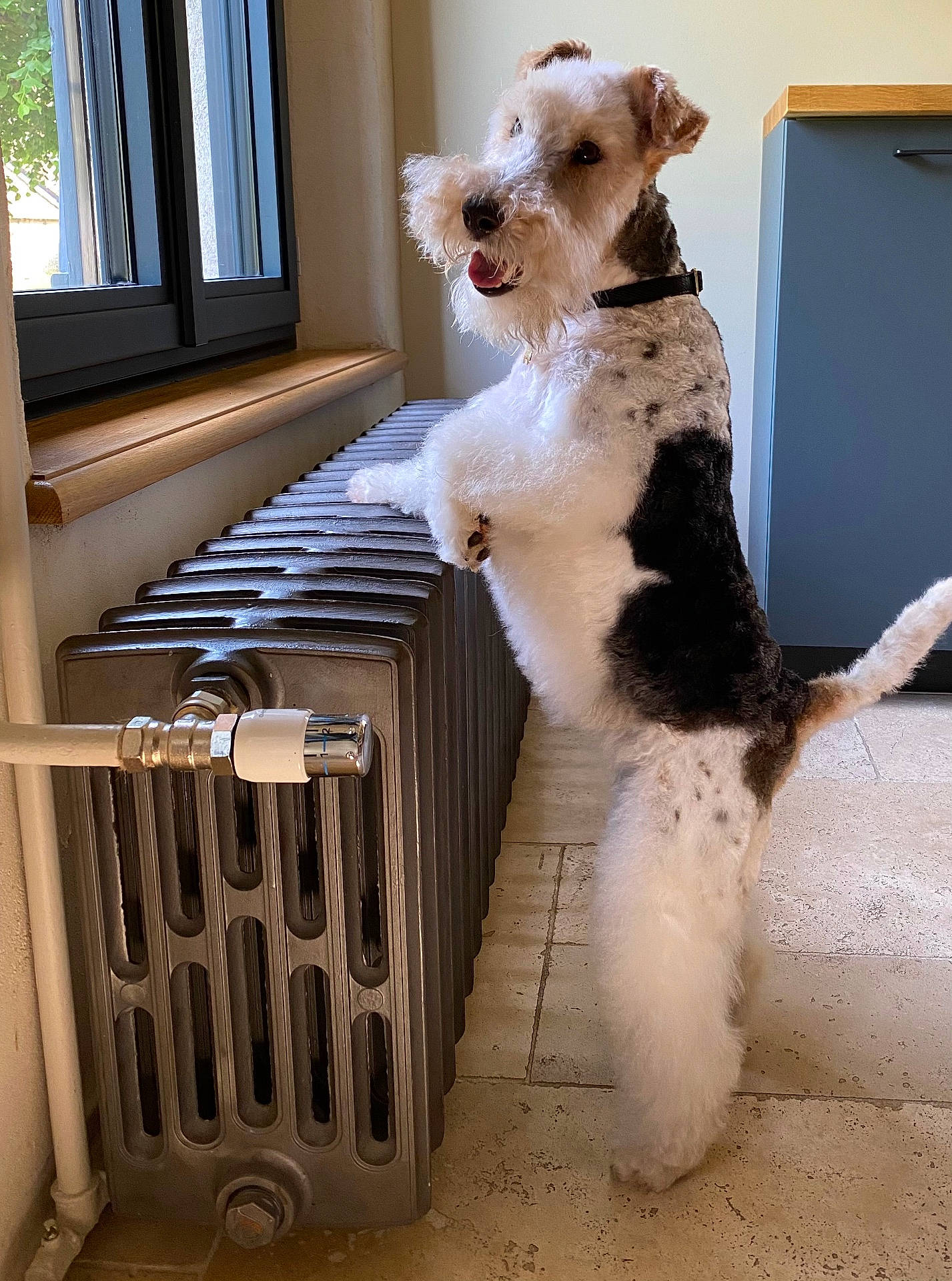 Ola a rejoint le concours — aidez-le/la à gagner de superbes lots ! airedale, animal, appliance, canine, device, dog, electricaldevice, hardwood, hound, indoors, interiordesign, pet, puppy, radiator, terrier, window, windowsill, wood