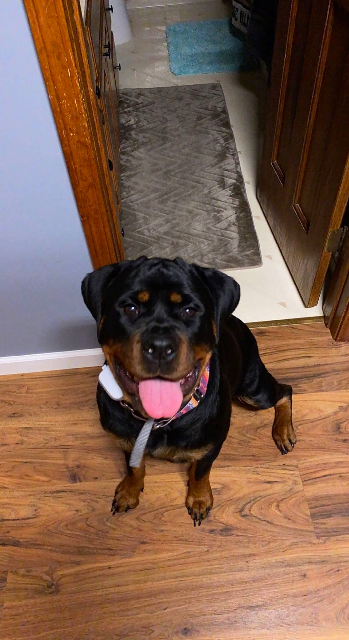 Maze is registered to the contest to win money with this photo: brown, cabinetry, canidae, carnivore, companion_dog, dog, dog_breed, fawn, floor, flooring, hardwood, plank, rottweiler, snout, sporting_group, varnish, wood, wood_stain, working_animal, working_dog