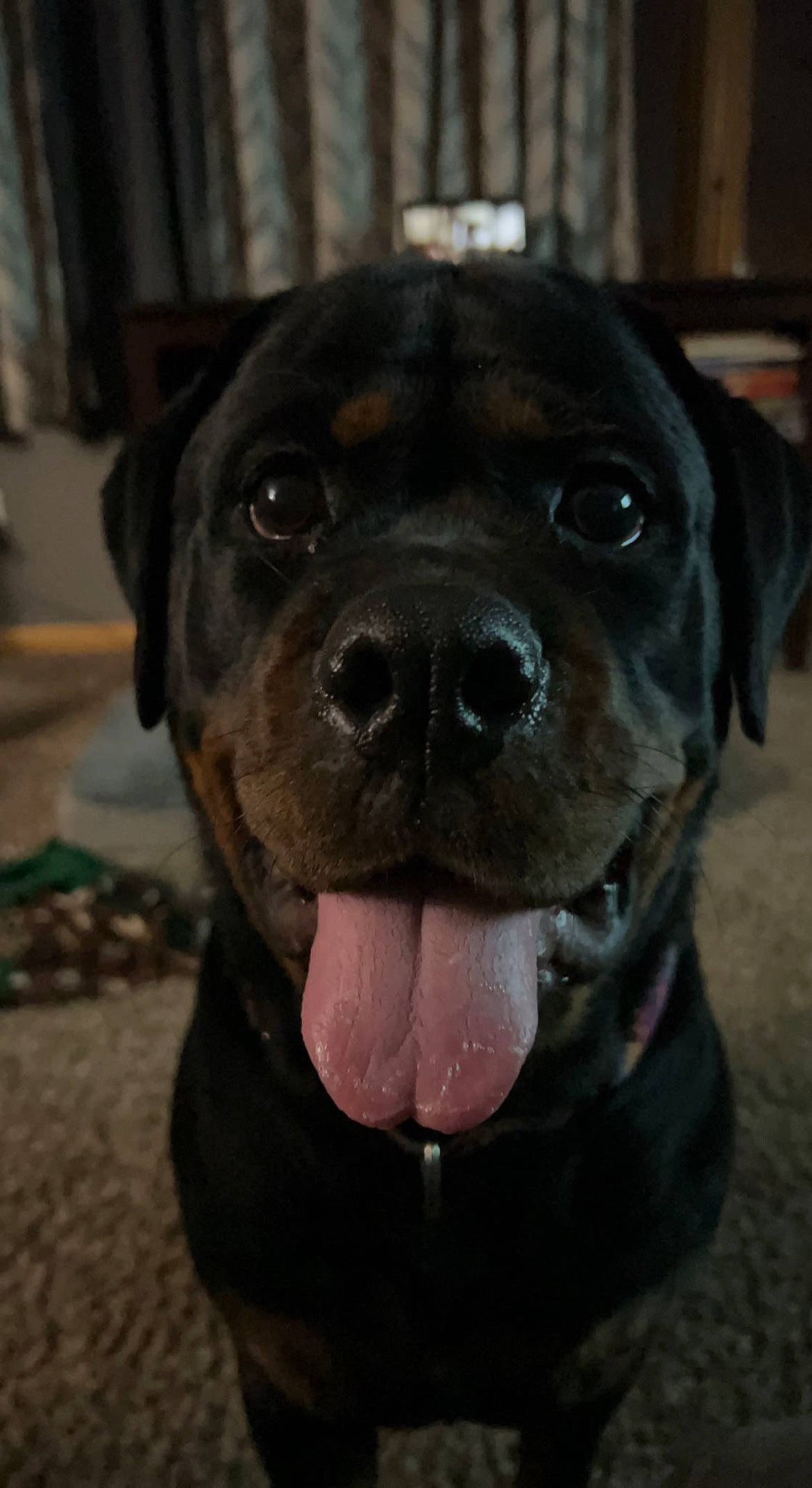 Maze joined the competition — help win amazing prizes! borador, canidae, carnivore, collar, companion_dog, dog, dog_breed, dog_collar, electric_blue, fawn, firefighter, fur, guard_dog, hunting_dog, non_sporting_group, snout, sporting_group, whiskers, working_animal, working_dog