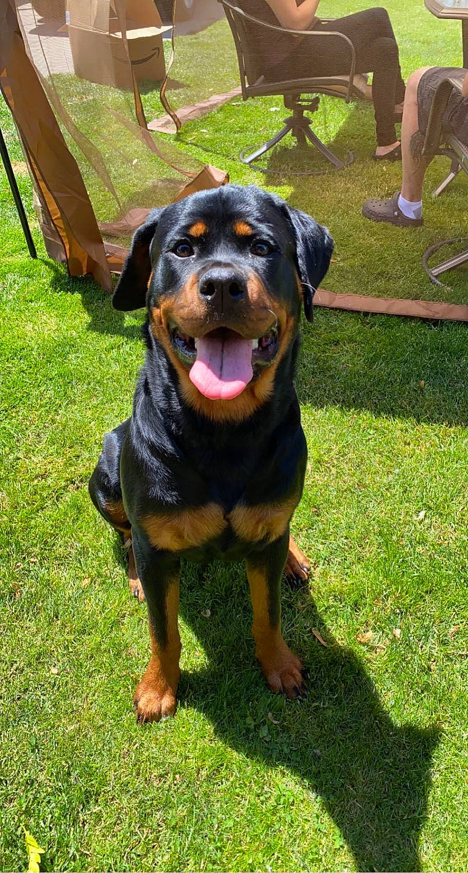 Maze is registered to the contest to win money with this photo: carnivore, collar, companion_dog, dog, dog_breed, grass, guard_dog, hound, hunting_dog, plant, rottweiler, snout, sporting_group, working_animal, working_dog