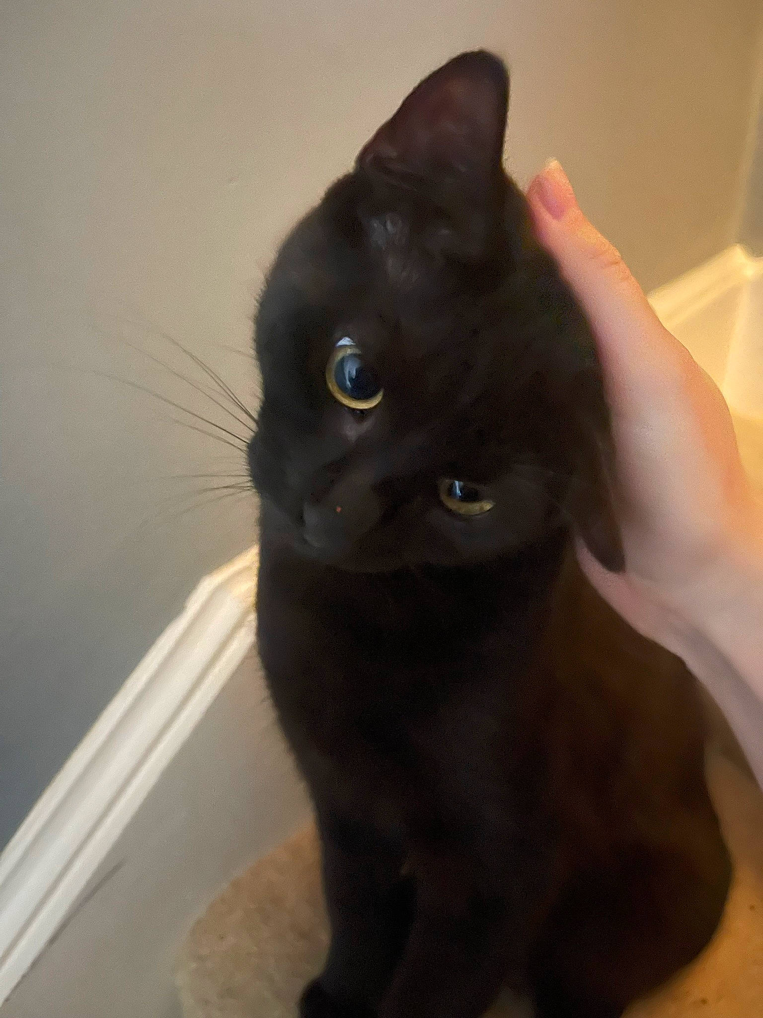 Bucky is registered to the contest to win money with this photo: black_cat, bombay, carnivore, cat, claw, domestic_short_haired_cat, ear, felidae, fur, gesture, havana_brown, small_to_medium_sized_cats, snout, tail, terrestrial_animal, whiskers