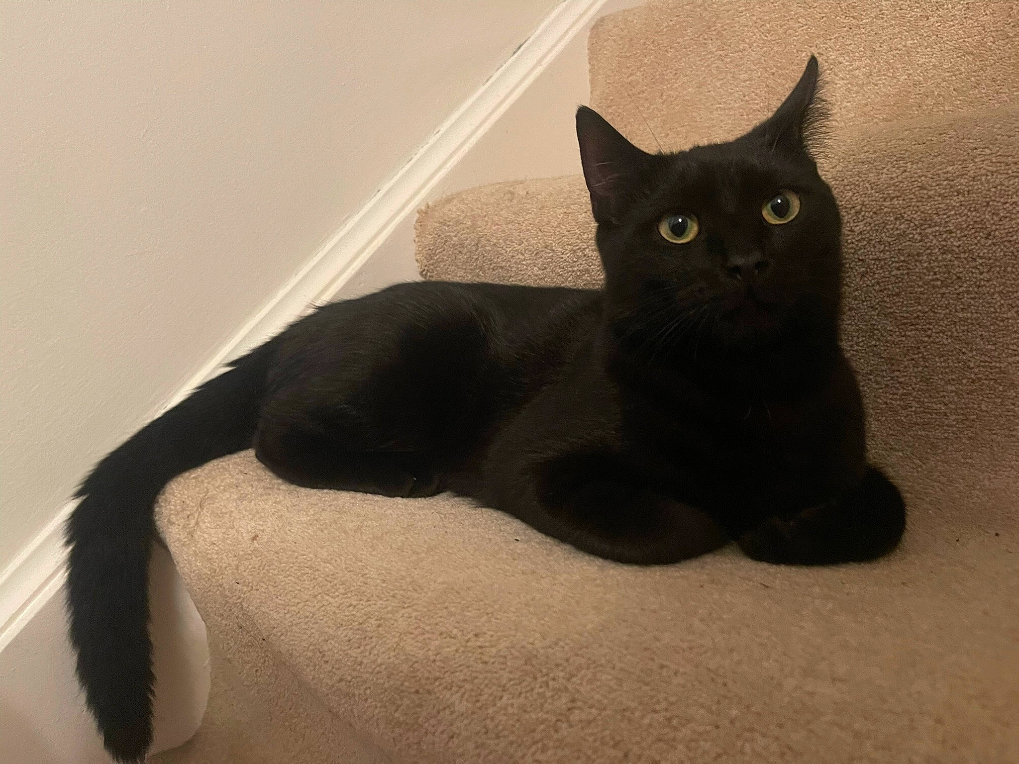 Bucky joined the competition — help win amazing prizes! black_cat, carnivore, cat, cat_supply, comfort, domestic_short_haired_cat, felidae, fur, pet_supply, small_to_medium_sized_cats, snout, tail, terrestrial_animal, whiskers, window