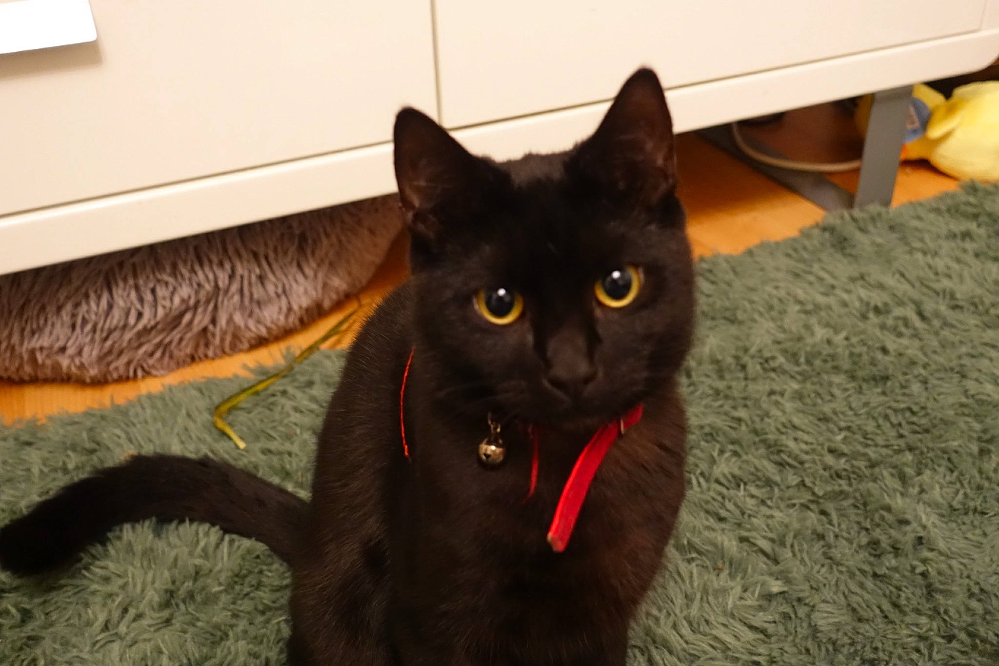 Bucky joined the competition — help win amazing prizes! black_cat, bombay, carnivore, cat, domestic_short_haired_cat, felidae, flooring, fur, havana_brown, small_to_medium_sized_cats, snout, tail, terrestrial_animal, whiskers, wood