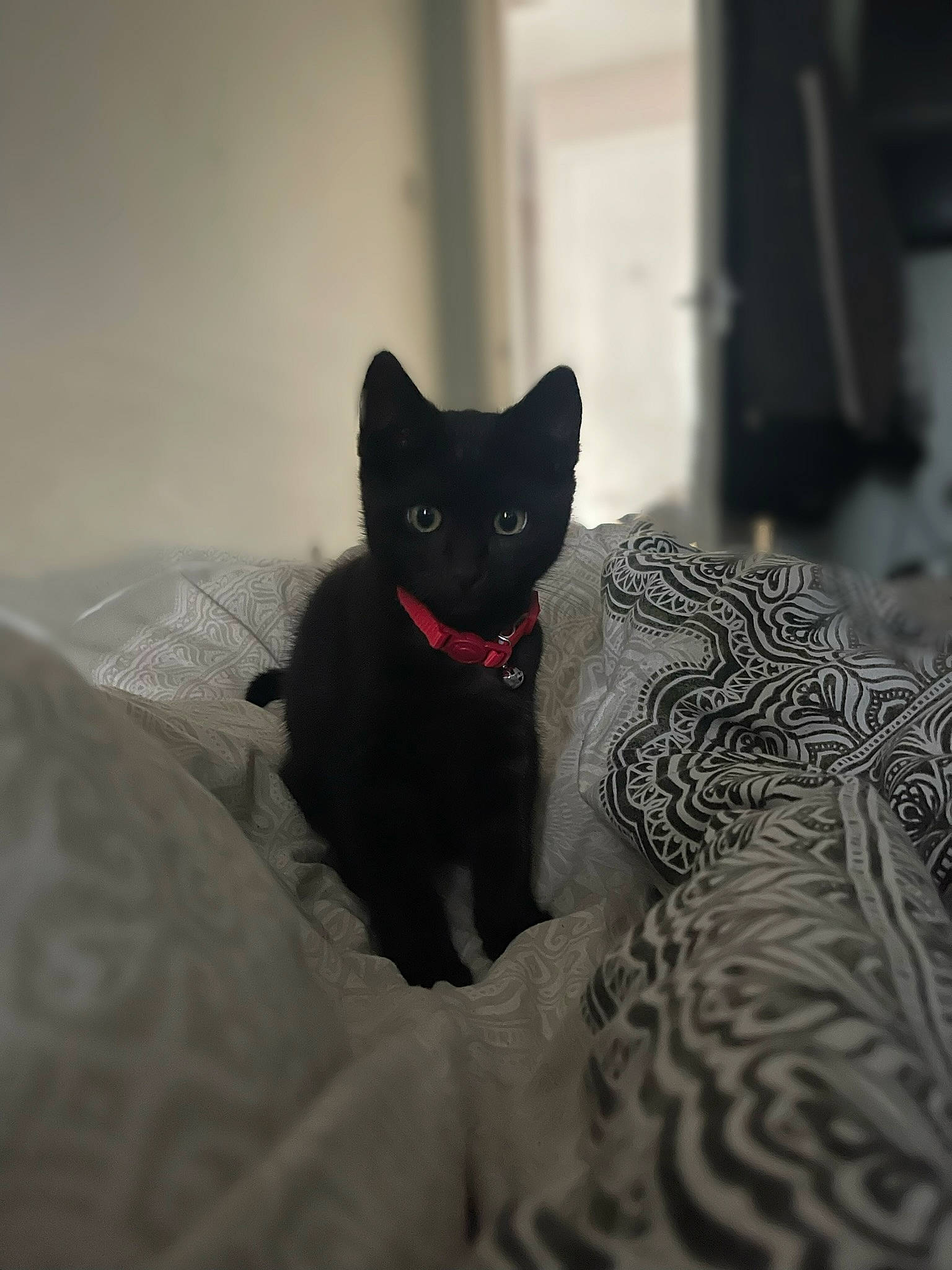 Bucky is registered to the contest to win money with this photo: black_cat, bombay, carmine, carnivore, cat, comfort, domestic_short_haired_cat, felidae, fur, grey, linens, monochrome_photography, room, small_to_medium_sized_cats, snout, tail, terrestrial_animal, tree, whiskers