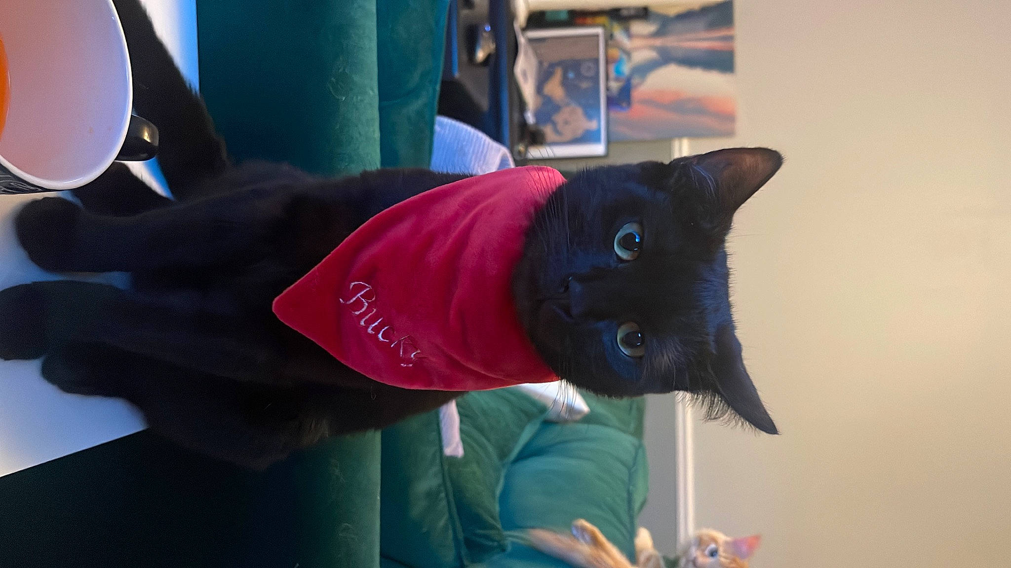 Bucky joined the competition — help win amazing prizes! black_cat, carmine, carnivore, cat, comfort, domestic_short_haired_cat, elbow, electric_blue, felidae, fur, grey, magenta, plant, purple, room, sleeve, small_to_medium_sized_cats, tail, tree, whiskers