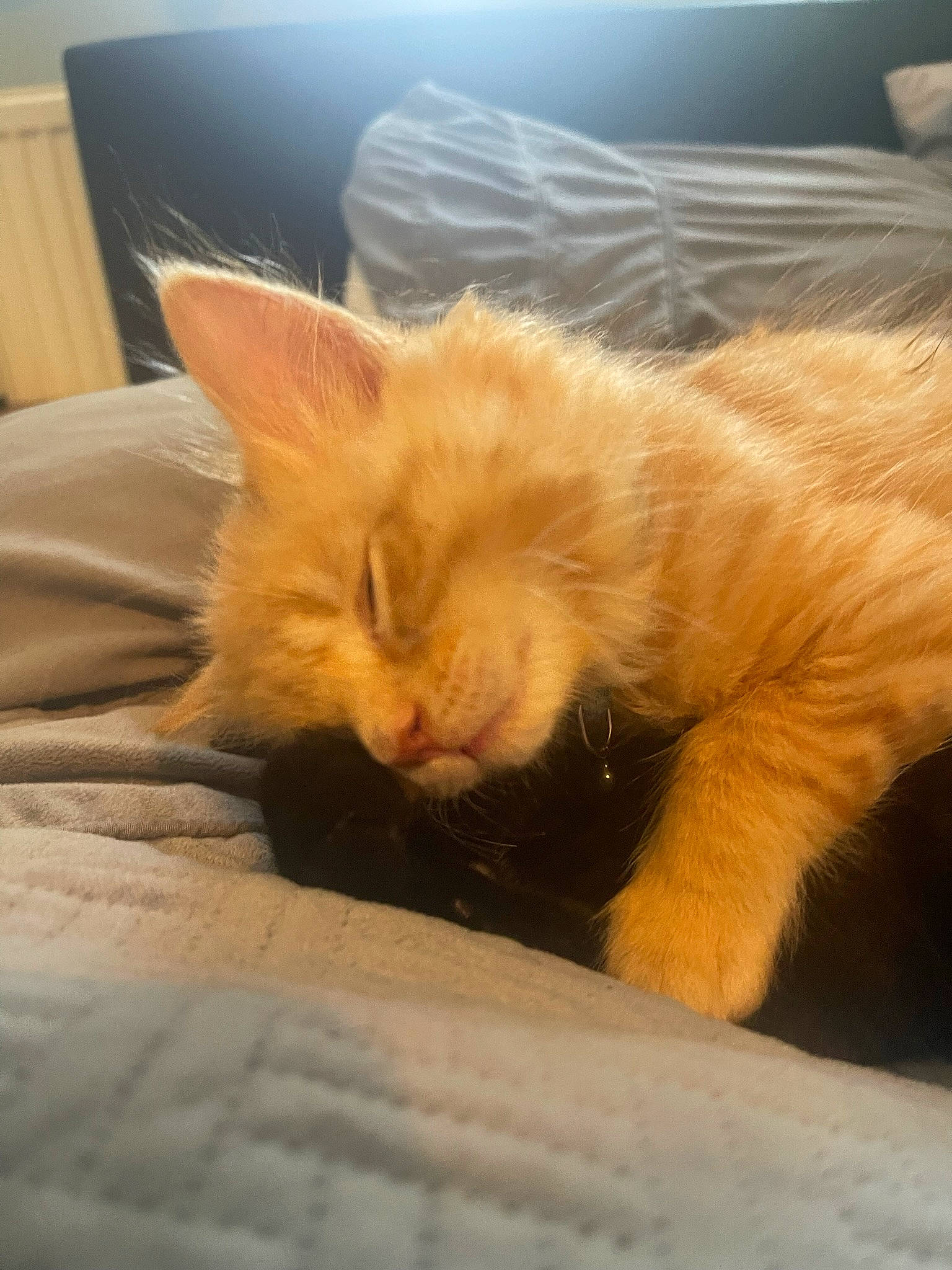 Giles joined the competition — help win amazing prizes! carnivore, cat, cat_supply, claw, comfort, domestic_short_haired_cat, eye, fawn, felidae, fur, human_leg, mammal, nap, paw, sleep, small_to_medium_sized_cats, snout, tail, terrestrial_animal, whiskers