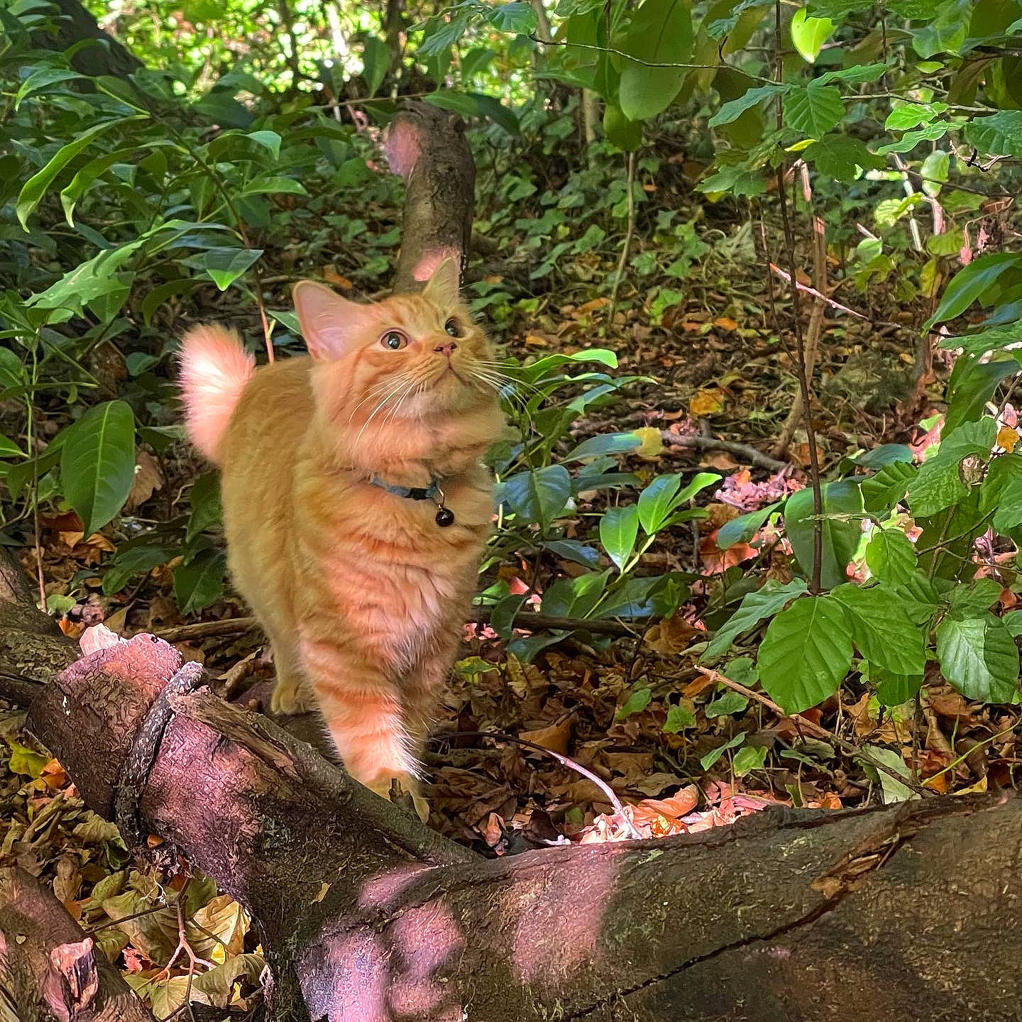 Giles is registered to the contest to win money with this photo: carnivore, cat, dog_breed, domestic_short_haired_cat, fawn, felidae, grass, groundcover, plant, shrub, small_to_medium_sized_cats, soil, sporting_group, tail, terrestrial_animal, terrestrial_plant, tree, trunk, whiskers, wood