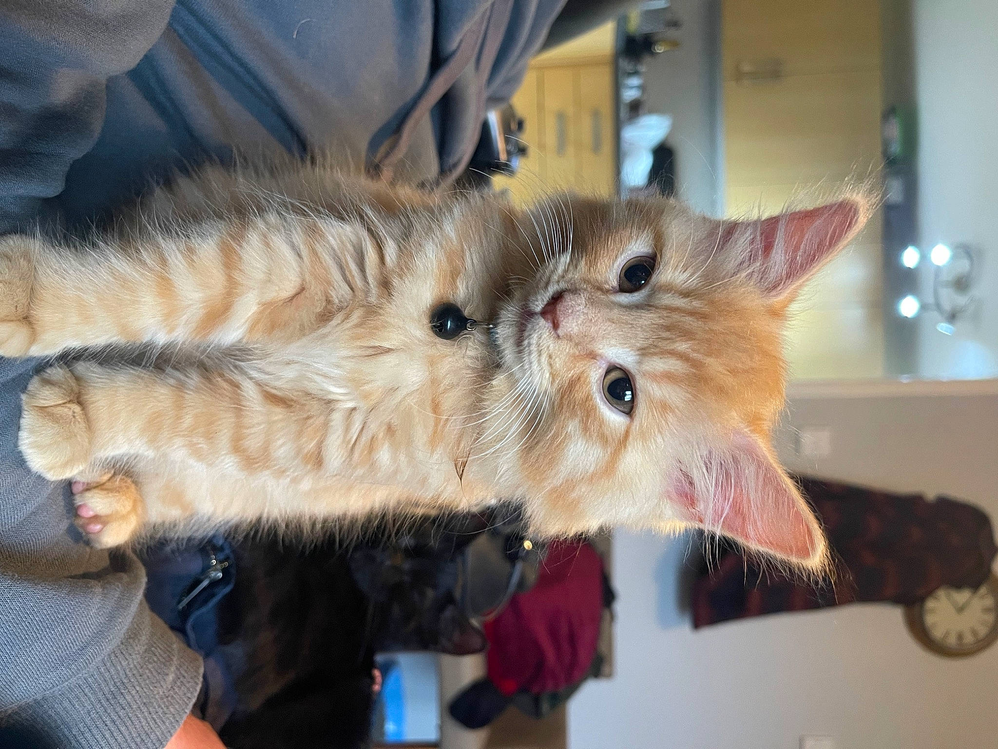 Giles is registered to the contest to win money with this photo: canidae, carnivore, cat, claw, clock, dog_breed, domestic_short_haired_cat, ear, fawn, felidae, fur, gesture, small_to_medium_sized_cats, snout, tail, whiskers