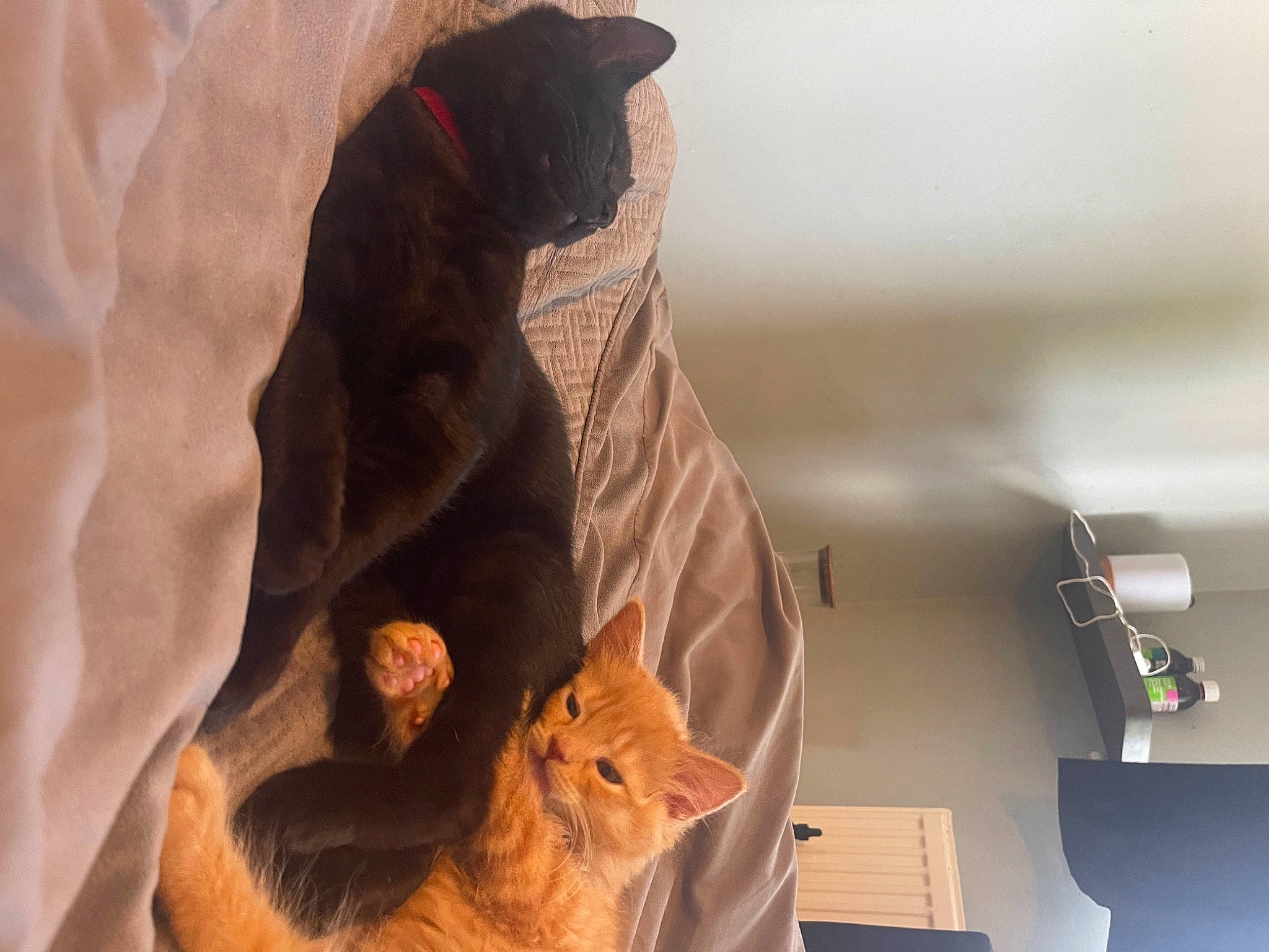 Giles joined the competition — help win amazing prizes! box, canidae, carnivore, cat, comfort, domestic_short_haired_cat, fawn, felidae, fur, linens, paw, peach, room, small_to_medium_sized_cats, snout, tail, textile, whiskers, window, wood