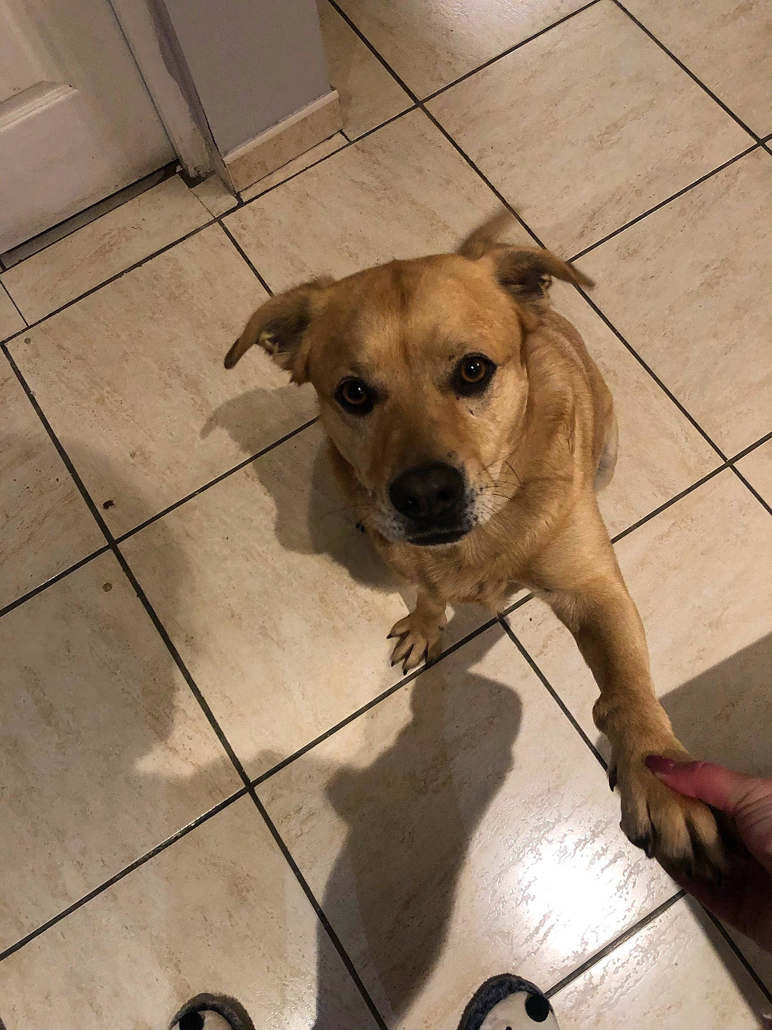 Lucky participe au concours pour gagner de l'argent avec cette photo : canidae, carnivore, companion_dog, dog, dog_breed, fawn, floor, flooring, hardwood, paw, pet_supply, snout, sporting_group, street_dog, tail, terrestrial_animal, tile_flooring, whiskers, wood, working_animal