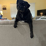 Beesly joined the competition — help win amazing prizes! animal, black_dog, companion, couch, cozy, curious, cute, dog, domestic_animal, front_leg, furniture, head_tilt, home, indoor, living_room, mammal, pet, pug, relaxed, resting