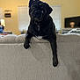 animal, black_dog, companion, couch, cozy, curious, cute, dog, domestic_animal, front_leg, furniture, head_tilt, home, indoor, living_room, mammal, pet, pug, relaxed, resting