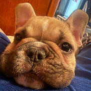 Willow joined the competition — help win amazing prizes! black_nose, brown_fur, close_up, cozy, dark_eyes, dog, ears, fabric, face, french_bulldog, headshot, indoor, muzzle, nose, pet, portrait, resting, whiskers, wooden_door, wrinkles