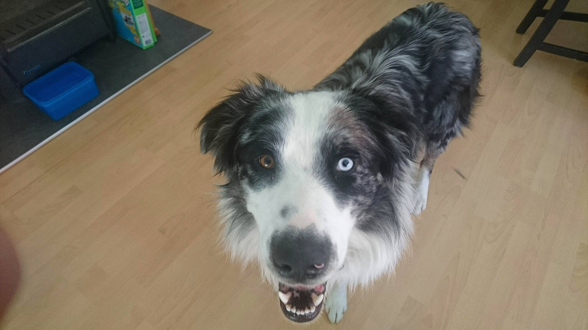 Haku participe au concours pour gagner de l'argent avec cette photo : border_collie, canidae, carnivore, companion_dog, dog, dog_breed, flooring, fur, hardwood, herding_dog, miniature_australian_shepherd, snout, sporting_group, terrier, texas_heeler, toy_dog, varnish, whiskers, working_animal, working_dog