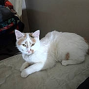 Athena joined the competition — help win amazing prizes! cat, white_cat, orange_spots, mattress, indoor, pet, animal, feline, resting, lying_down, fur, cute, curious, cozy, blanket, home, domestic, relaxed, whiskers, ears