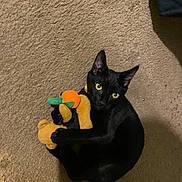 Toothless joined the competition — help win amazing prizes! black_cat, plush_toy, carpet, yellow_eyes, pet, indoor, animal, cute, claw, toy, feline, looking_up, playful, soft_toy, orange, small, domestic_cat, curled_up, floor, cozy