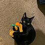 black_cat, plush_toy, carpet, yellow_eyes, pet, indoor, animal, cute, claw, toy, feline, looking_up, playful, soft_toy, orange, small, domestic_cat, curled_up, floor, cozy