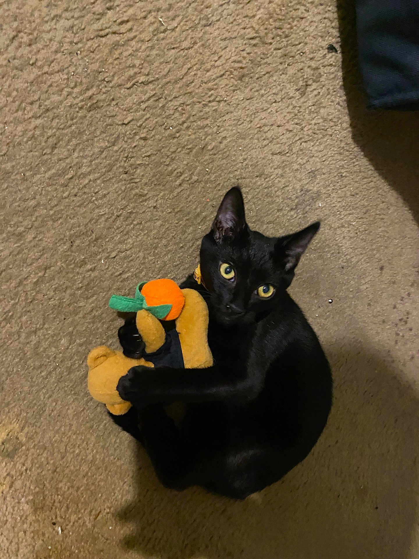 Toothless joined the competition — help win amazing prizes! black_cat, plush_toy, carpet, yellow_eyes, pet, indoor, animal, cute, claw, toy, feline, looking_up, playful, soft_toy, orange, small, domestic_cat, curled_up, floor, cozy