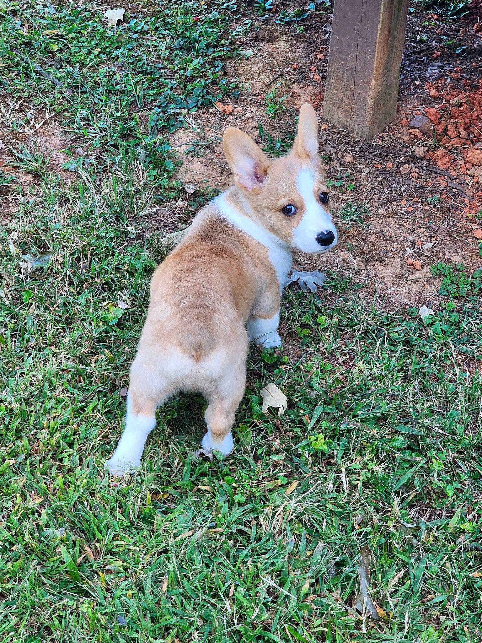 Kenji is registered to the contest to win money with this photo: ancient_dog_breeds, canidae, carnivore, chihuahua, companion_dog, corgi_chihuahua, dog, dog_breed, fawn, grass, groundcover, non_sporting_group, plant, snout, sporting_group, tail, terrestrial_animal, toy_dog, working_animal