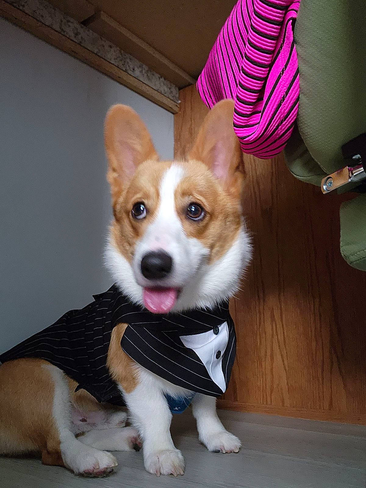 Kenji is registered to the contest to win money with this photo: ancient_dog_breeds, canidae, carnivore, chair, companion_dog, dog, dog_breed, dog_supply, fawn, flooring, fur, paw, snout, sporting_group, tail, toy_dog, whiskers, working_animal, working_dog