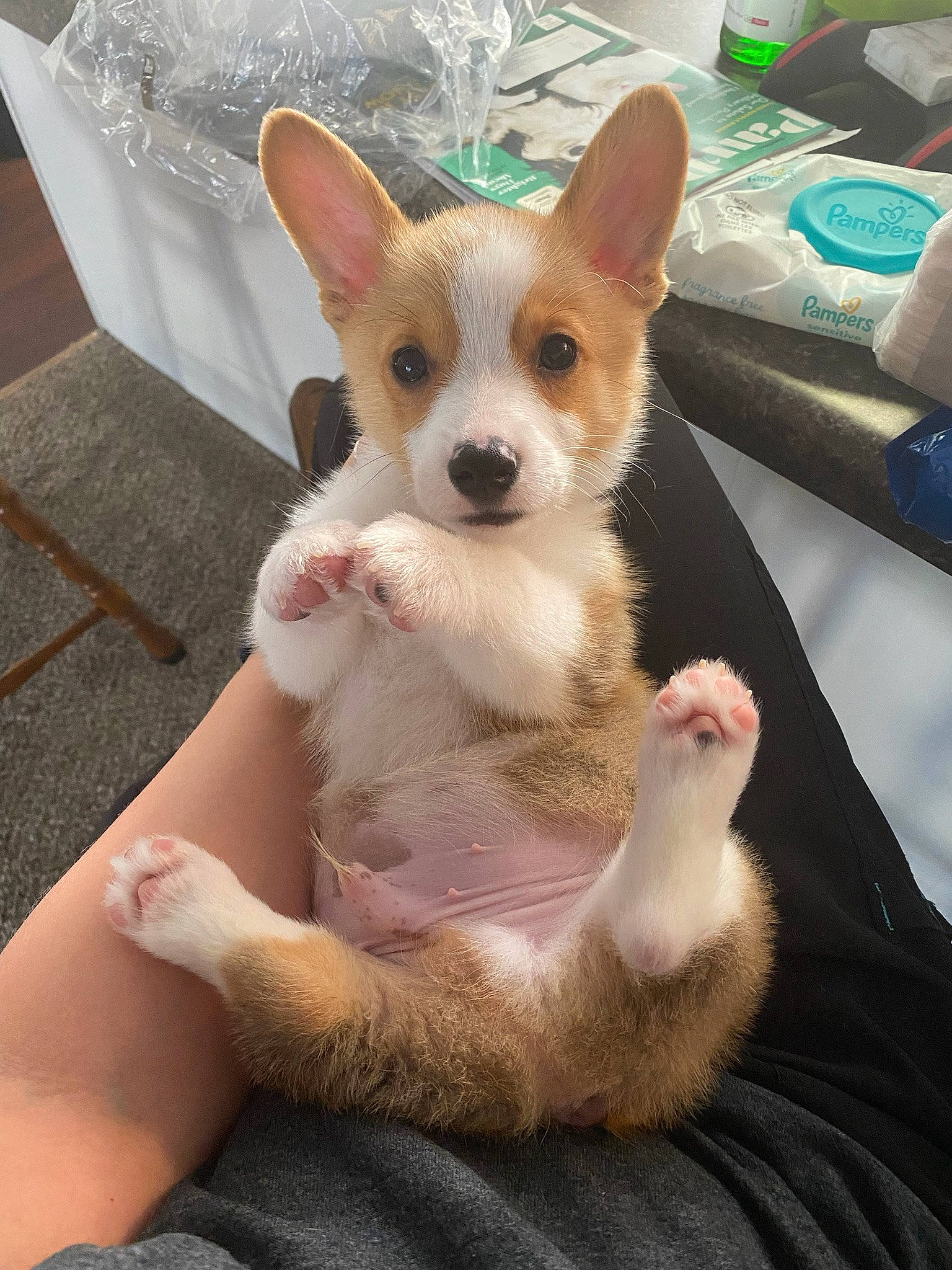 Kenji joined the competition — help win amazing prizes! canidae, carnivore, chihuahua, comfort, companion_dog, dog, dog_breed, dog_supply, fawn, felidae, fur, lap, paw, snout, sporting_group, tail, terrestrial_animal, toy_dog, whiskers, working_animal