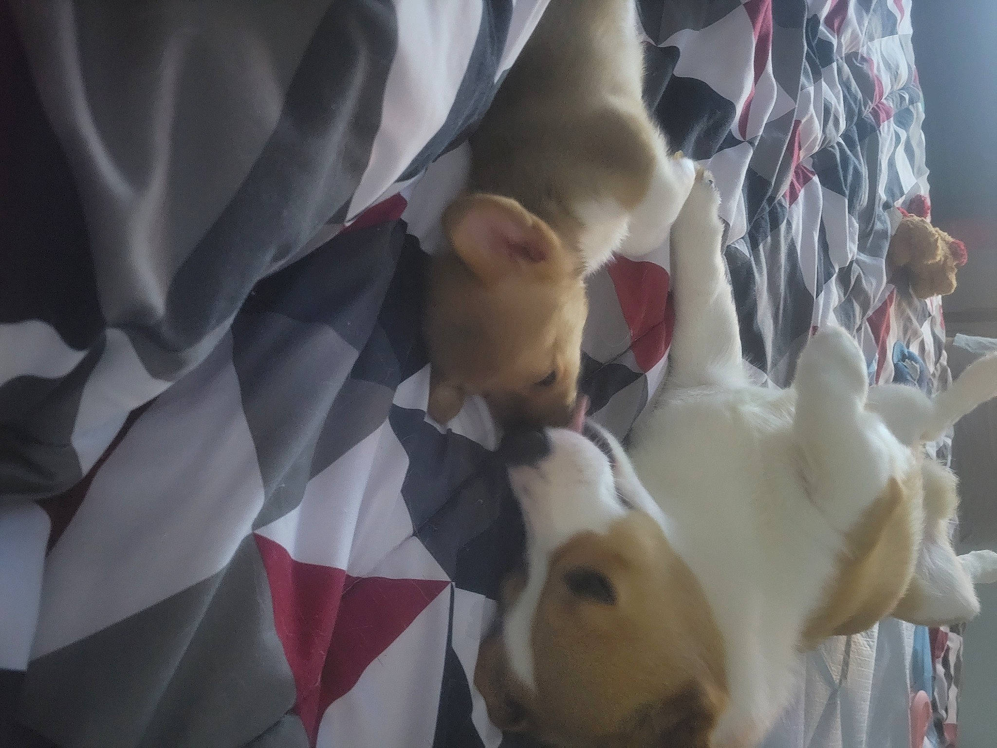 Feyre joined the competition — help win amazing prizes! carmine, companion_dog, dog, dog_breed, event, linens, paper, pattern, petal, plant, room, rose_family, tail, textile, toy_dog