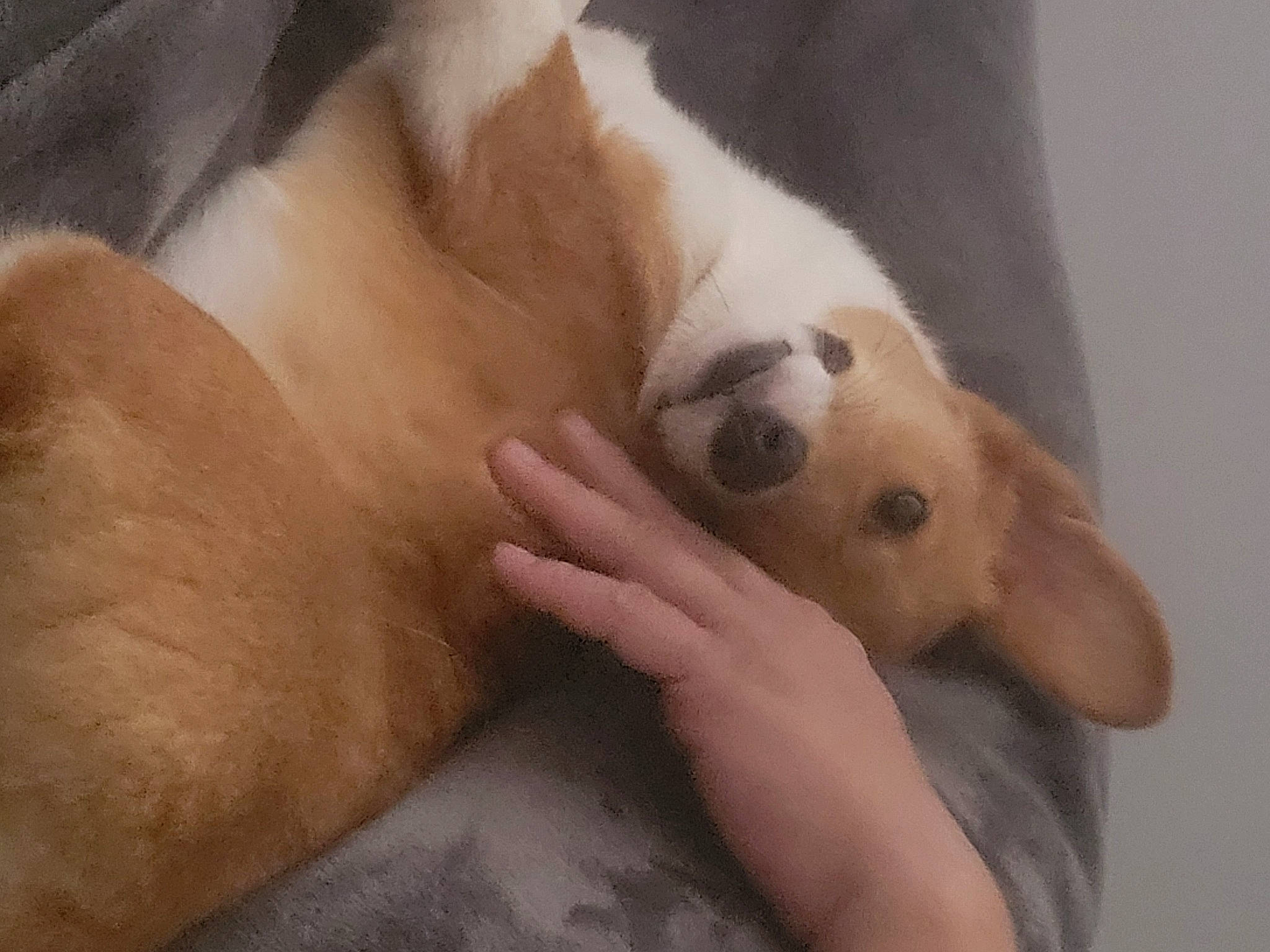 Feyre is registered to the contest to win money with this photo: canidae, carnivore, claw, comfort, companion_dog, dog, dog_breed, ear, fawn, felidae, foot, fur, nap, paw, sleep, snout, sporting_group, tail, terrestrial_animal, whiskers