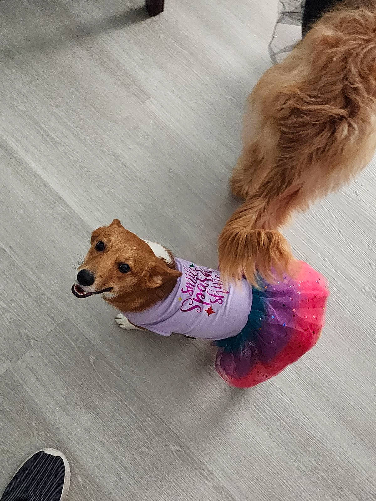 Feyre joined the competition — help win amazing prizes! abdomen, carnivore, companion_dog, dog, dog_breed, dog_clothes, dog_supply, fawn, flooring, fur, happy, hardwood, human_leg, knee, sporting_group, sportswear, tail, thigh, waist, yoga_pant